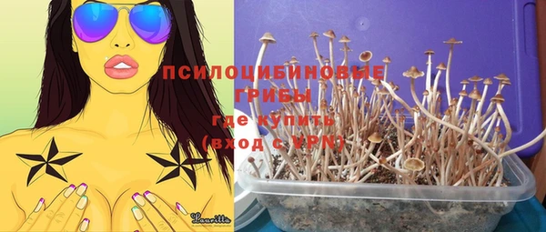 сатива Алзамай